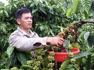Vietnam busca aumentar el valor añadido del café