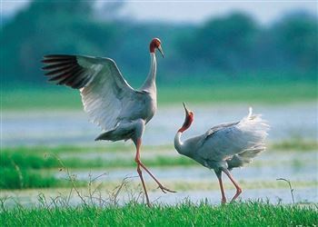 *!<=*ParamsSpilitItems*=>*!DIA 4*!<=*ParamsSpilitItems*=>*!SIEM REAP – LAGO TONLE SAP – VUELO DE REGRESO*!<=*ParamsSpilitItems*=>*!