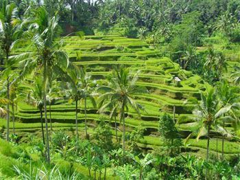 *!<=*ParamsSpilitItems*=>*!Día 1*!<=*ParamsSpilitItems*=>*!DENPASAR – BANYUWANGI – IJEN RESORT*!<=*ParamsSpilitItems*=>*!